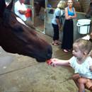 Jason Taylor's daughter Jessica giving Stratford carrots after his win Jason Taylor's daughter Jessica giving Stratford carrots after his win