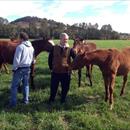 John with Adam White in the paddock with some Weanlings... John with Adam White in the paddock with some Weanlings...