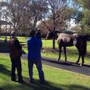 John with Chris Barham looking at Champion Colt Pierro