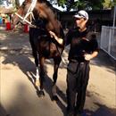 La Amistad after her outstanding performance at Warwick Farm !!! La Amistad after her outstanding performance at Warwick Farm !!!
