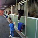 Lachlan saying hi to Jamaican warrior