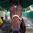 Leebaz after his outstanding 2nd place in the Doomben Cup 1st attempt 2000m 1st attempt at WFA Leebaz after his outstanding 2nd place in the Doomben Cup 1st attempt 2000m 1st attempt at WFA