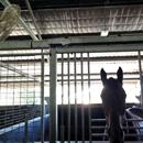 Longeron enjoying his Friday afternoon breeze from his fan...