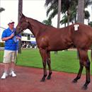 Lot 124 at the QTIS sales Gold Coast