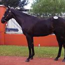Inglis Easter Yearling Sale 2011 Lot 147 Lonhro x Another Time colt Inglis Easter Yearling Sale 2011 Lot 147 Lonhro x Another Time colt
