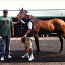 Karaka 2012 ... Lot 152 Zabeel x Dawninsky colt Karaka 2012 ... Lot 152 Zabeel x Dawninsky colt