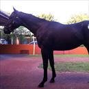 Inglis Easter Yearling Sale 2011 Lot 483 - Nadeem x Foscat colt