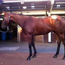 Inglis Easter Yearling Sale 2011 Lot 504 - Zizou x Irish Darling colt