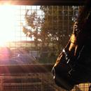 Love Conquers All casts his eye over morning trackwork Love Conquers All casts his eye over morning trackwork