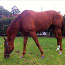 Magic Weekend enjoying a pick of grass Sunday morning after his Rosehill win Magic Weekend enjoying a pick of grass Sunday morning after his Rosehill win