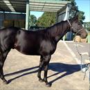Maluckyday at the farm looking fantastic Maluckyday at the farm looking fantastic