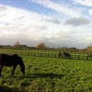 Mares grazing in the lush paddocks of Pencarrow Stud