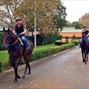 Messene and Mecir strolling together after their morning trackwork Messene and Mecir strolling together after their morning trackwork