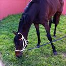 Niwot enjoying grass after winning at Flemington