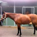 No Finer Dame at Flemington No Finer Dame at Flemington
