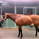 No Finer Dame at Flemington