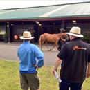 Out and about doing what we do best inspecting Karaka yearlings for upcoming sale starting Mon 27/1