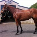 Pentire x Special Jade gelding Pentire x Special Jade gelding