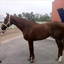 Polish Knight at Flemington Polish Knight at Flemington