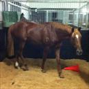 Polish Knight ( Encosta De Lago x Polish Princess ) Polish Knight ( Encosta De Lago x Polish Princess )