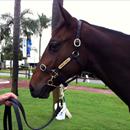 Qtis Gold Coast sale lot 256 Qtis Gold Coast sale lot 256