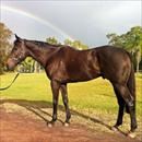 Rainbow Styling enjoying the QLD sunshine