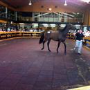 Ready To Run sales 2011 Ready To Run sales 2011