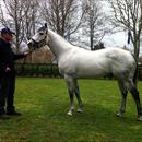 Rich Hill Stud Stallion ..... Mastercraftsman Rich Hill Stud Stallion ..... Mastercraftsman