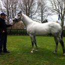 Rich Hill Stud Stallion ..... Mastercraftsman