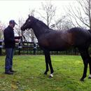 Rich Hill Stud's Stallion .... Pentire