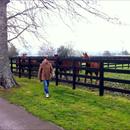 Simon Reid looking at yearlings at The Oaks Stud