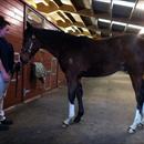 So You Think's 3/4 brother (High Chaparrel x La Souveneir) So You Think's 3/4 brother (High Chaparrel x La Souveneir)