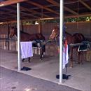 Warwick Farm trials (L to R) Stardanze , Aneto and Happy Zero Warwick Farm trials (L to R) Stardanze , Aneto and Happy Zero
