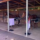 Warwick Farm trials (L to R) Stardanze , Aneto and Happy Zero