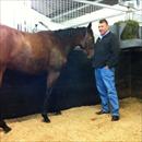 Steve looking at his Redoute's Choice filly... Steve looking at his Redoute's Choice filly...