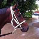 Stratford after his win Stratford after his win