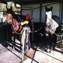 Subsequent and Zoot Suit at Coloundra farm getting ready for trackwork Subsequent and Zoot Suit at Coloundra farm getting ready for trackwork