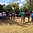 Team Hawkes inspecting yearlings at Karaka