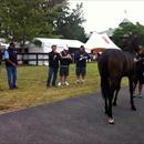 Team Hawkes looking at yearlings Team Hawkes looking at yearlings