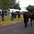 Team Hawkes looking at yearlings