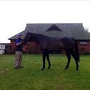 The Oaks stallion Roc De Cambes