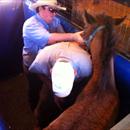 The farrier trimming up the foals feet