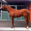 Viva Lisboa at Flemington stable Viva Lisboa at Flemington stable