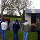 Waikato Stud's latest Stallion 'Paco Boy' Waikato Stud's latest Stallion 'Paco Boy'