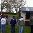 Waikato Stud's latest Stallion 'Paco Boy'