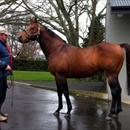Waikato Stud's stallion 'Pins' Waikato Stud's stallion 'Pins'