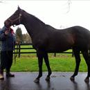 Waikato Studs stallion 'O'Rielly' Waikato Studs stallion 'O'Rielly'
