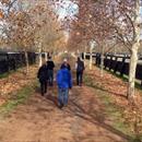 Walking down the beautiful Stallion Row @ Arrowfield stud