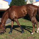Well deserved pick of grass for Our Boy Malachi Well deserved pick of grass for Our Boy Malachi