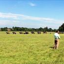 William Haggas and @lucacumani out and about @NewmarketRace overlooking their horses William Haggas and @lucacumani out and about @NewmarketRace overlooking their horses